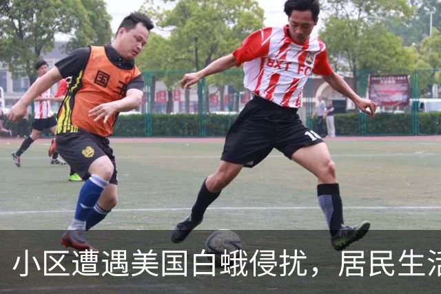 小区遭遇美国白蛾侵扰，居民生活受困扰